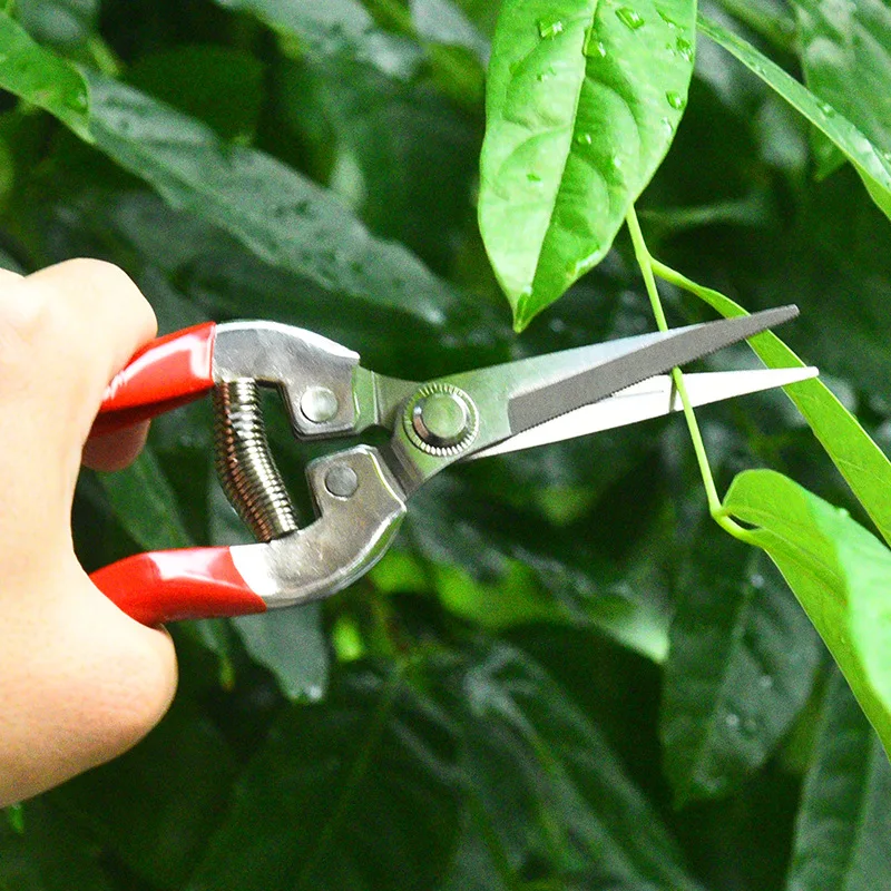 الفولاذ المقاوم للصدأ مقص التق - مراجعة Gardening Tools Pink وسعره