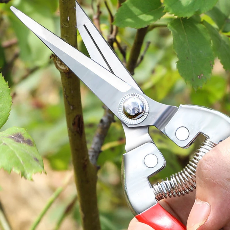 الفولاذ المقاوم للصدأ مقص التق - مراجعة Gardening Tools Pink وسعره